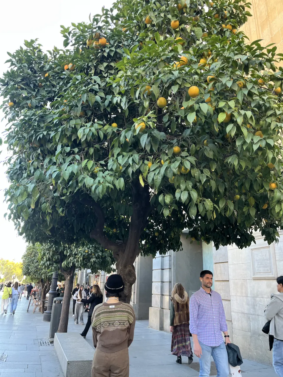6 Plaza de la Virgen de los Reyes