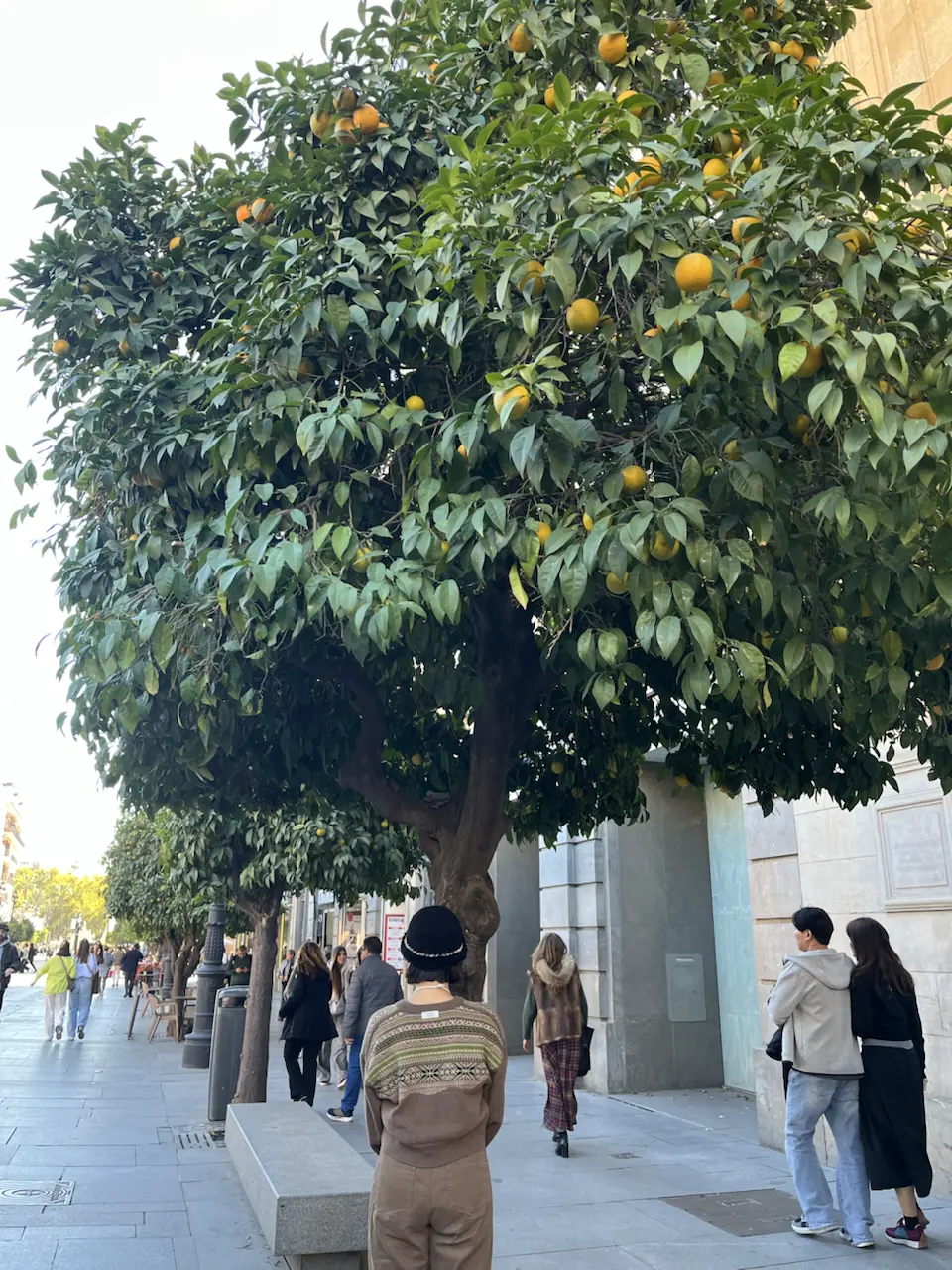 6 Plaza de la Virgen de los Reyes